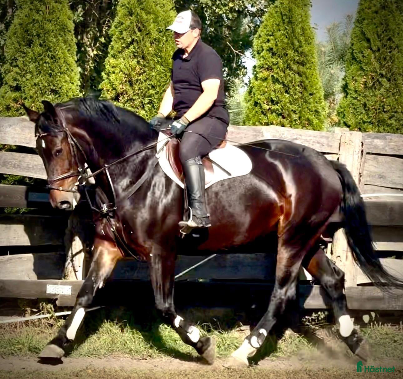  hästar Amika–5yo.Silesian Warmblood Mare|169cm|Allrounder - Annons 2
