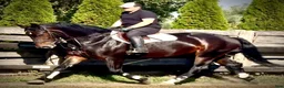 Allround hästar till salu: Amika–5yo.Silesian Warmblood Mare|169cm|Allrounder - Annons 2