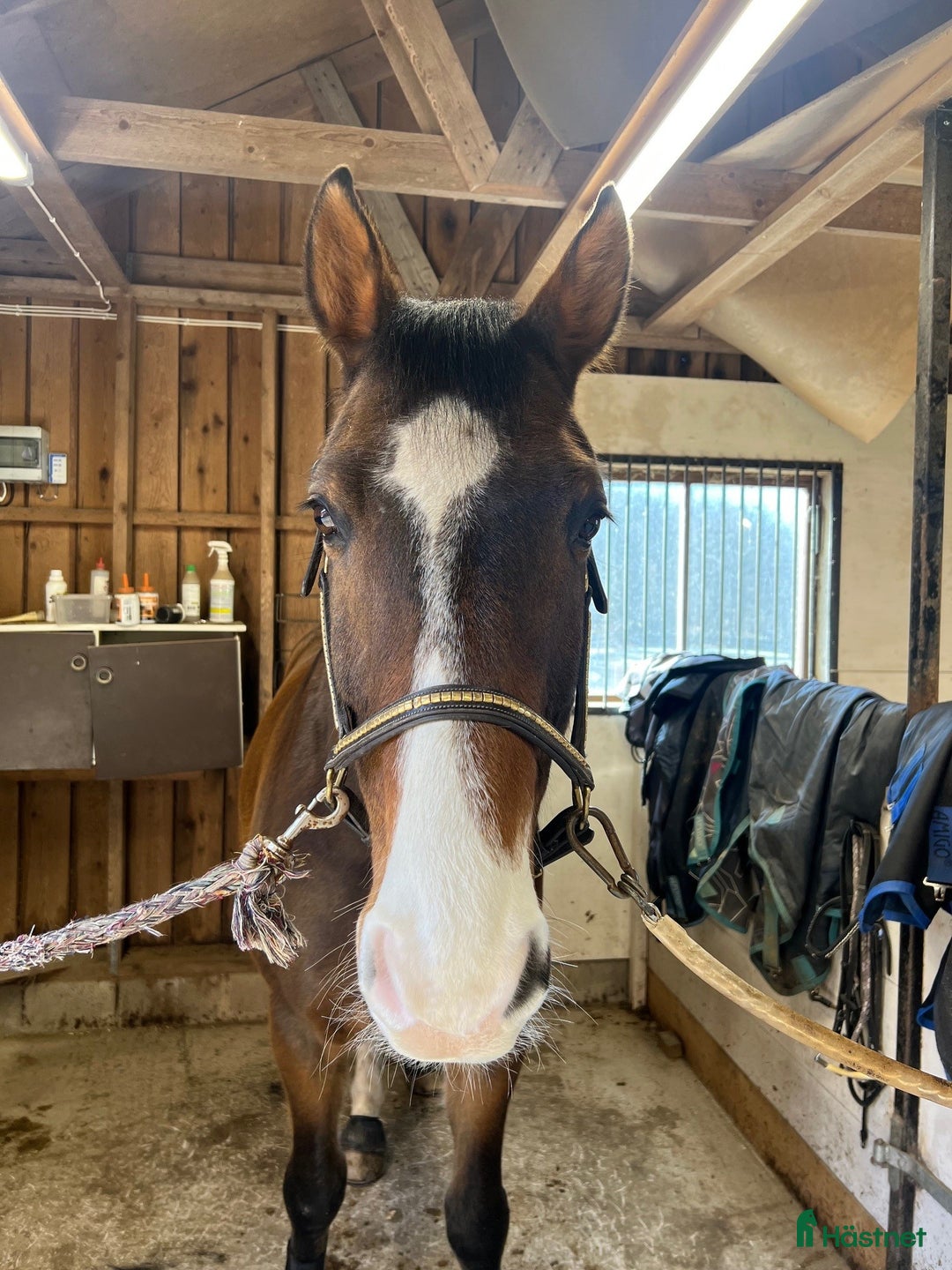  medryttarhäst finnes: Medryttare sökes i Ödenäs i Alingsås - Annons 4