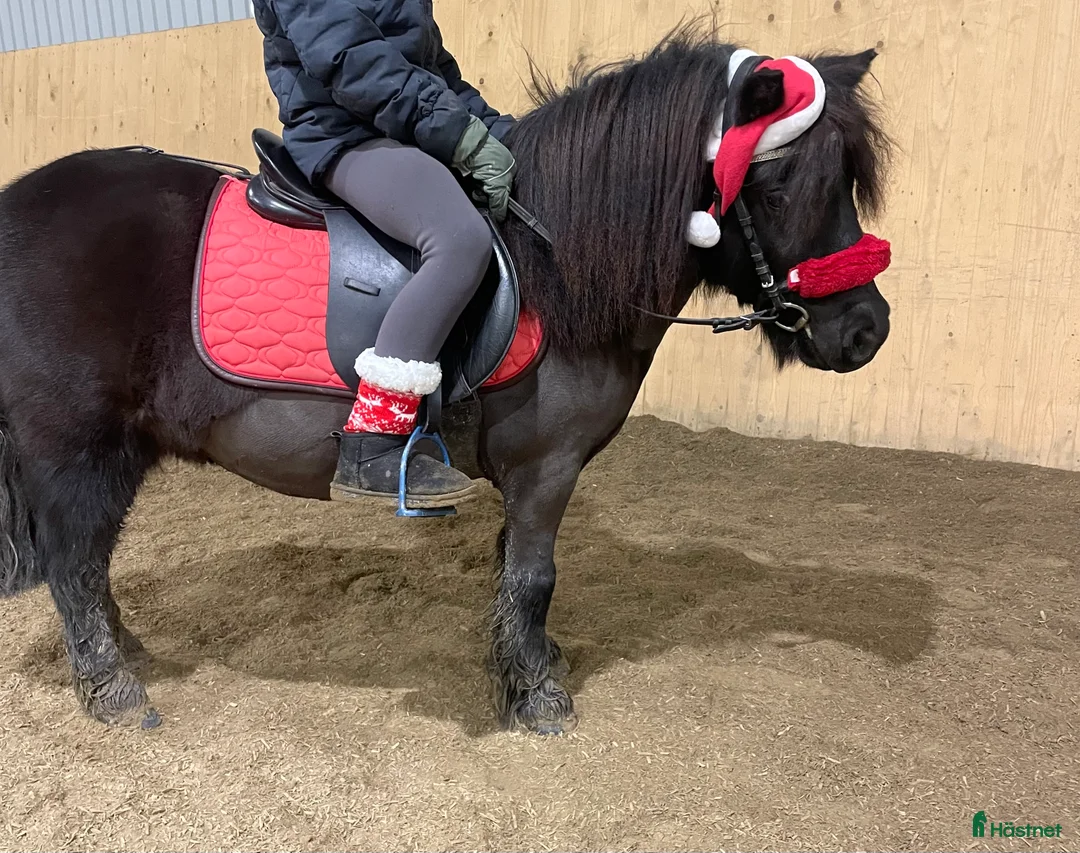 Sällskap hästar till salu: Social glad tjej i Eskilstuna - Annons 4