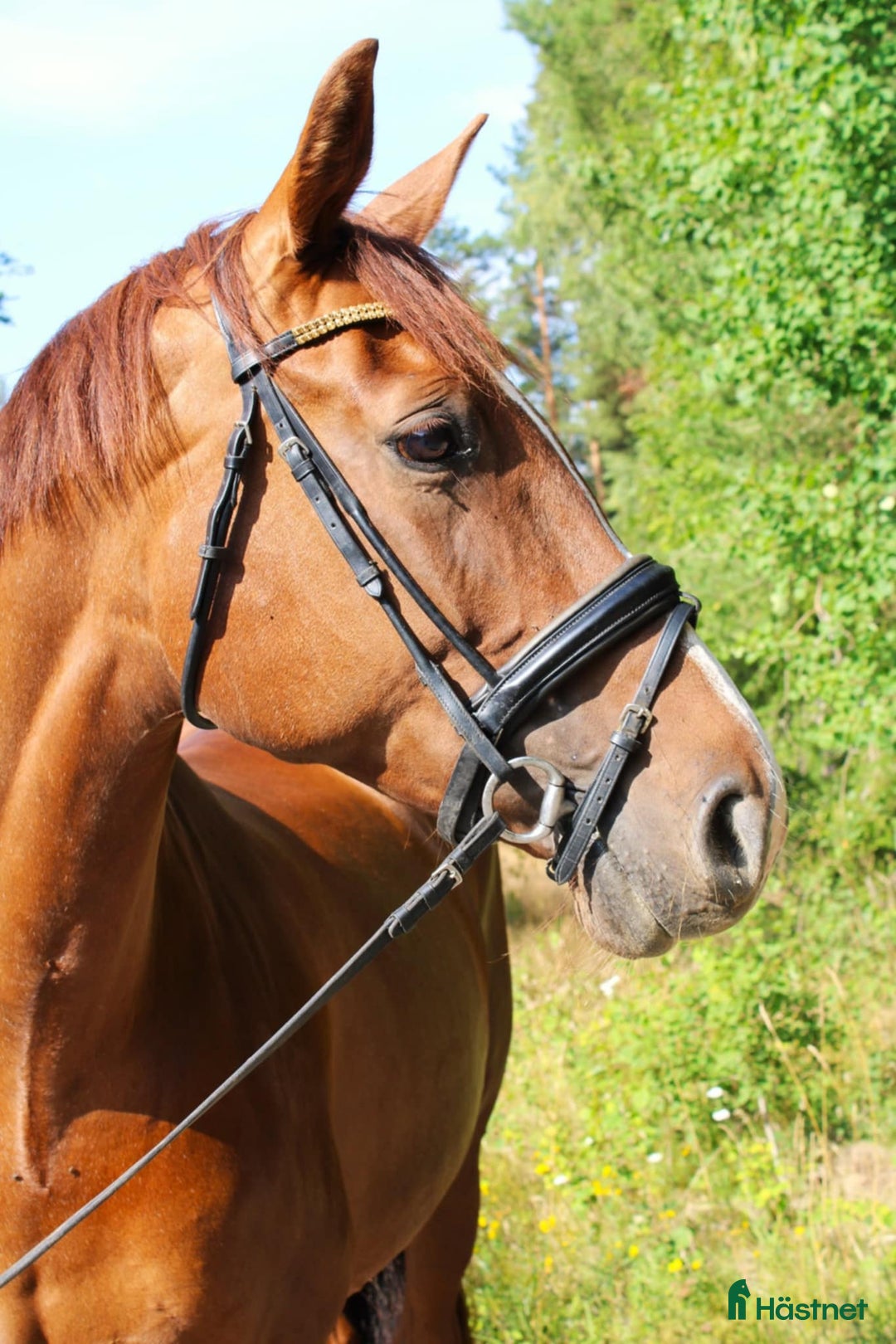 Dressyr hästar till salu: Mycket fint dressyrsto  i Skövde - Annons 2