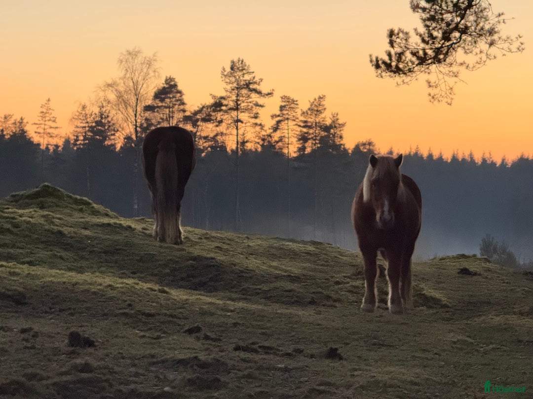  stallplats finnes: Granetorps Framtid 🥰 - lösdrift för islandshästar i Tyringe - Annons 5