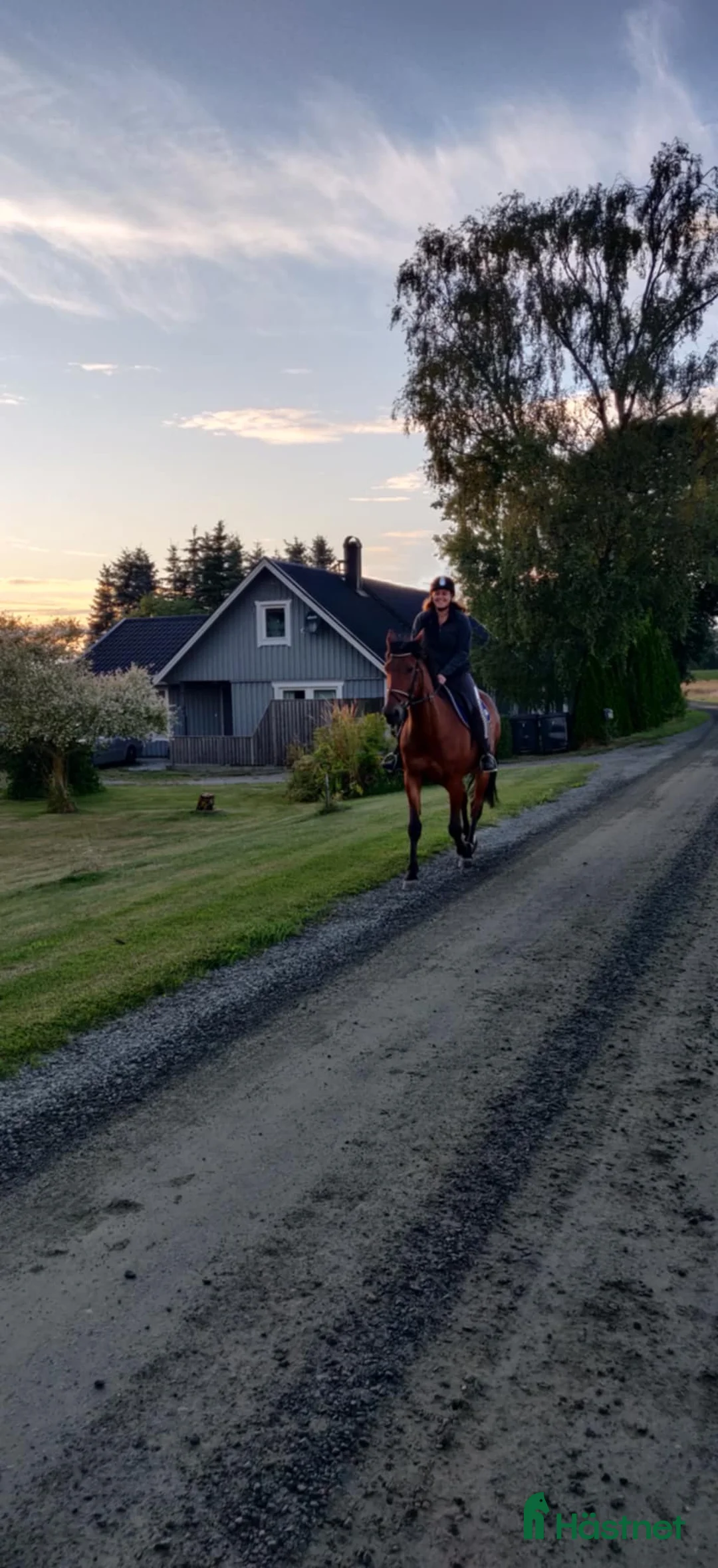 Sällskap hästar till salu: 5 ⭐️ hem sökes till en mycket snäll valack i Ängelholm - Annons 3