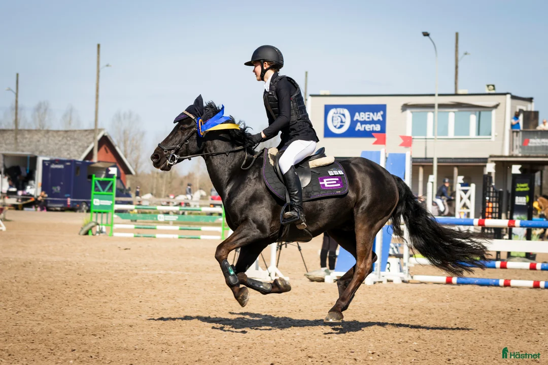 Hoppning hästar till salu: Snäll c-ponny till salu i Bromölla - Annons 4