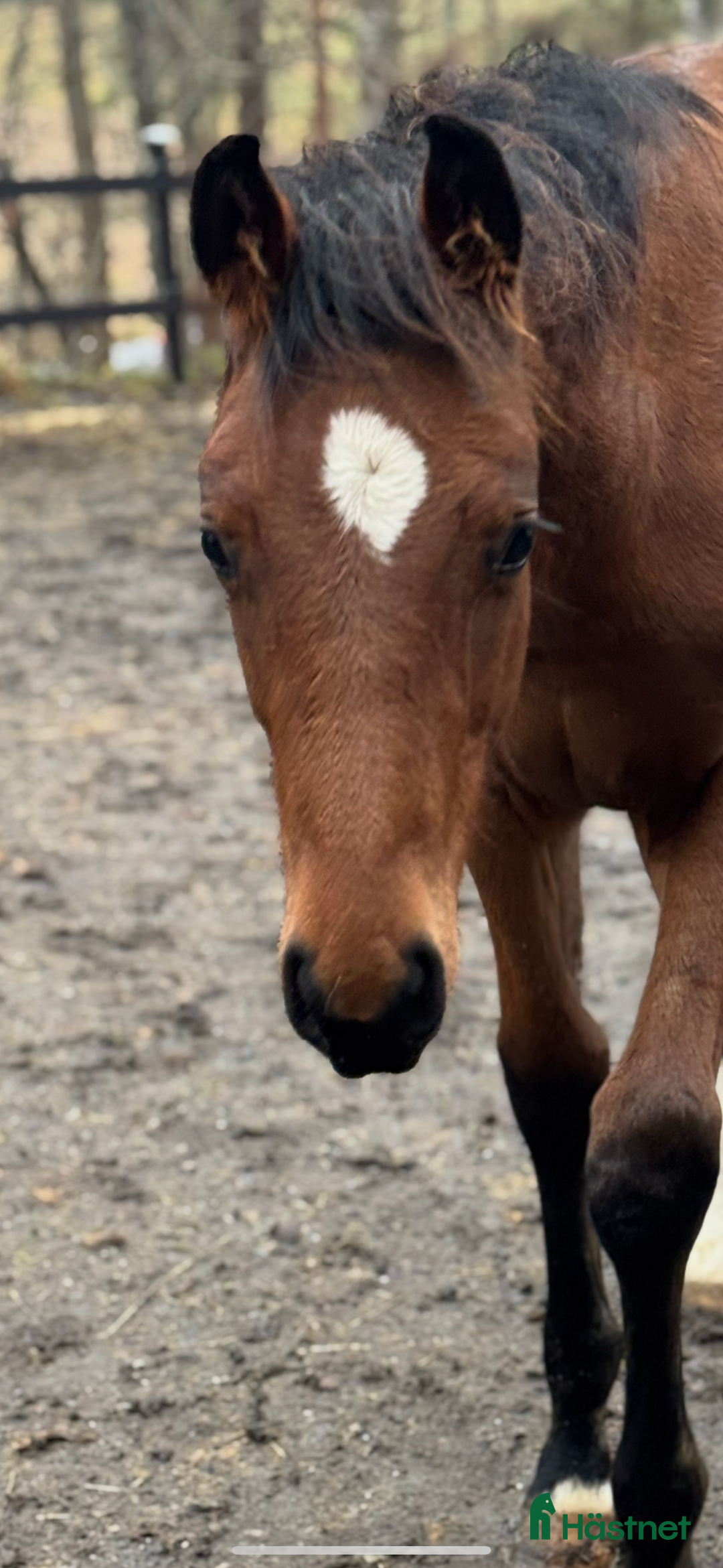 Hoppning hästar till salu: Blivande hoppstjärna  - Annons 1