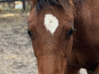hästar Blivande hoppstjärna - Annons 14