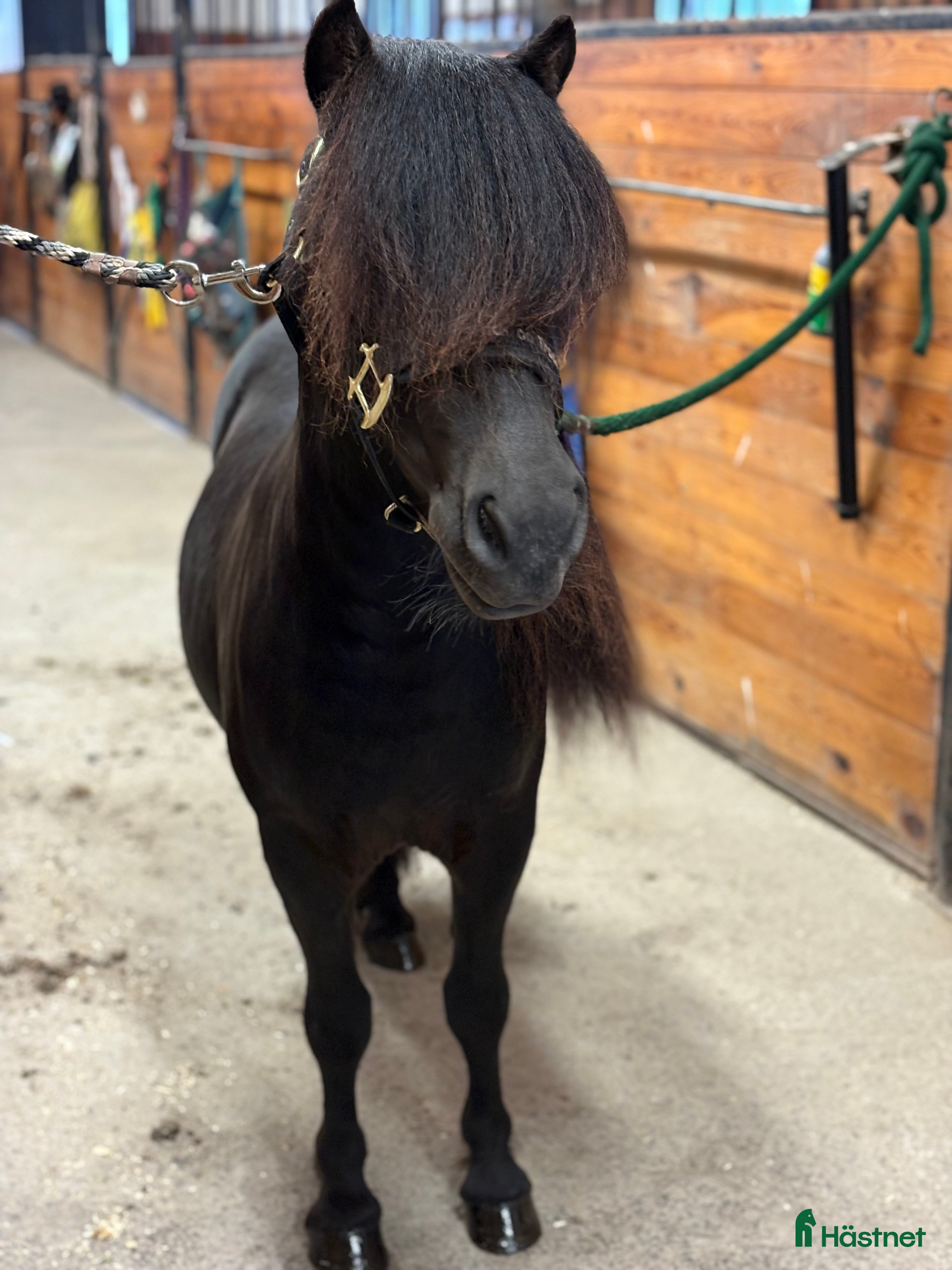  hästar Fin shetlandsvalack - Annons 17