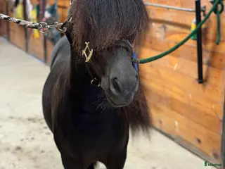 hästar Fin shetlandsvalack - Annons 17