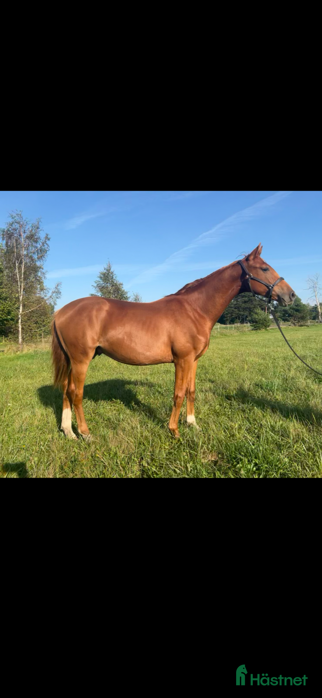 Dressyr hästar till salu: Lovande dressyrämne med toppstam! i Visby - Annons 1