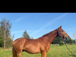 Dressyr hästar till salu: Lovande dressyrämne med toppstam! i Visby - Annons 2