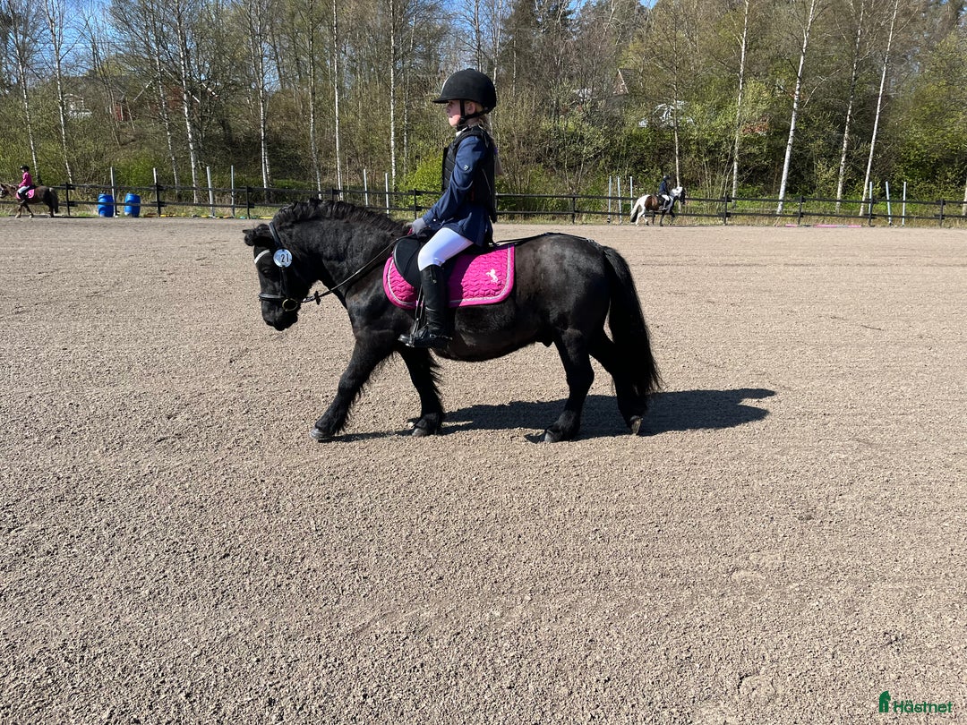 Allround hästar till salu: Barnens bästa vän i Trelleborg - Annons 4