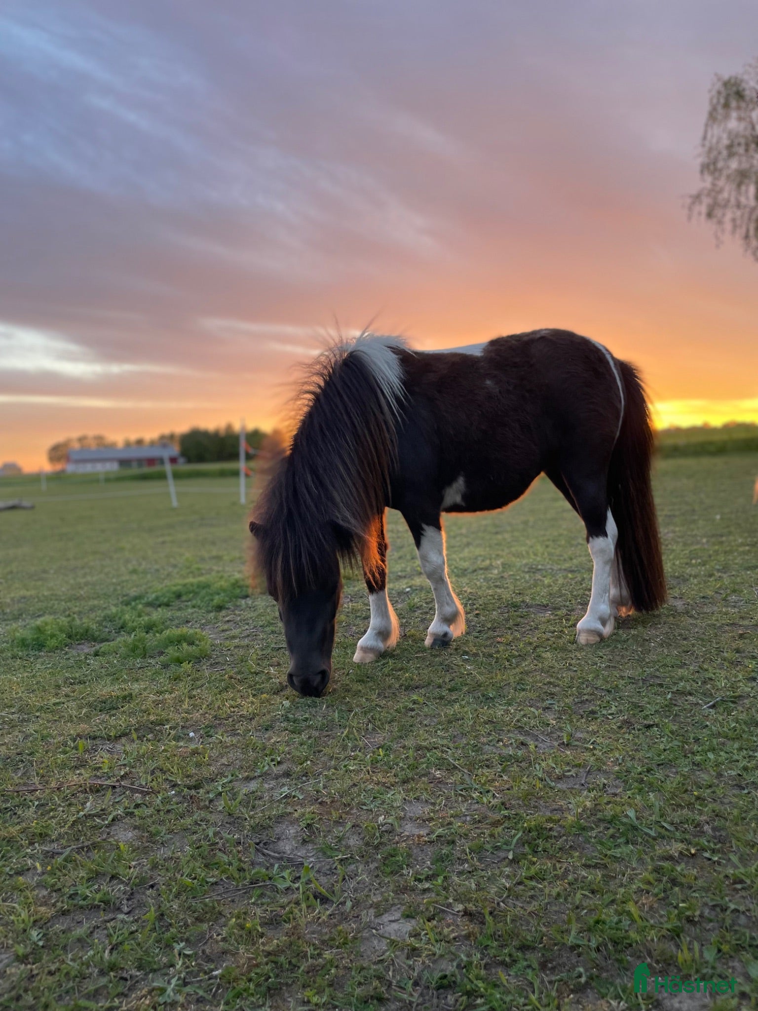  hästar Gulliga lilla Sigrid 🌸 - Annons 12