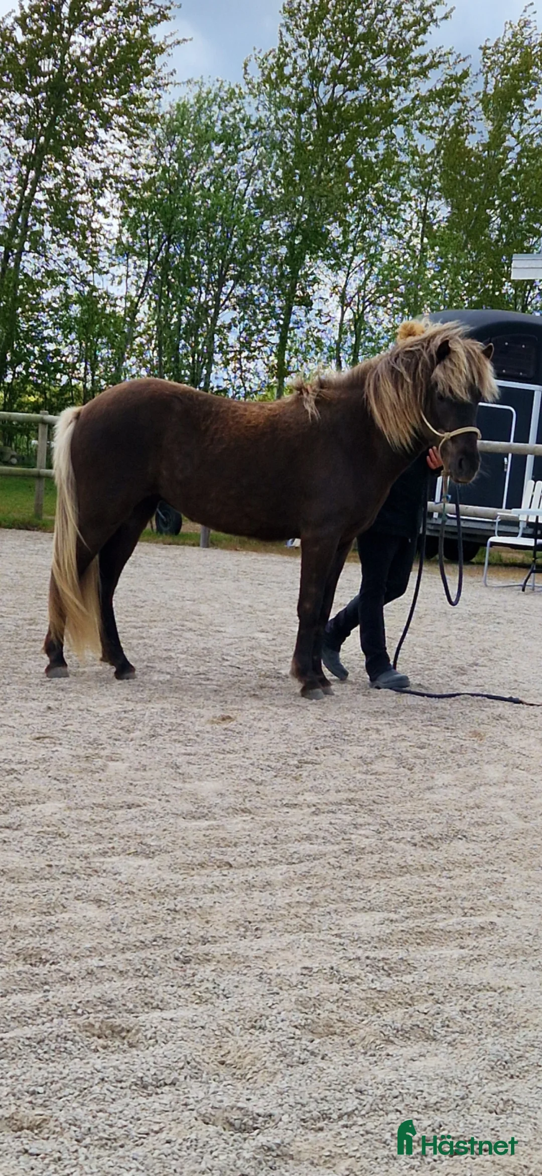 Island hästar till salu: Fint sto född 2023 - Annons 2