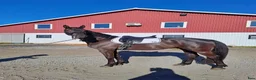 Dressyr hästar till salu: Dressyrtalang 5 årig valack e Americano GJ  - Annons 2