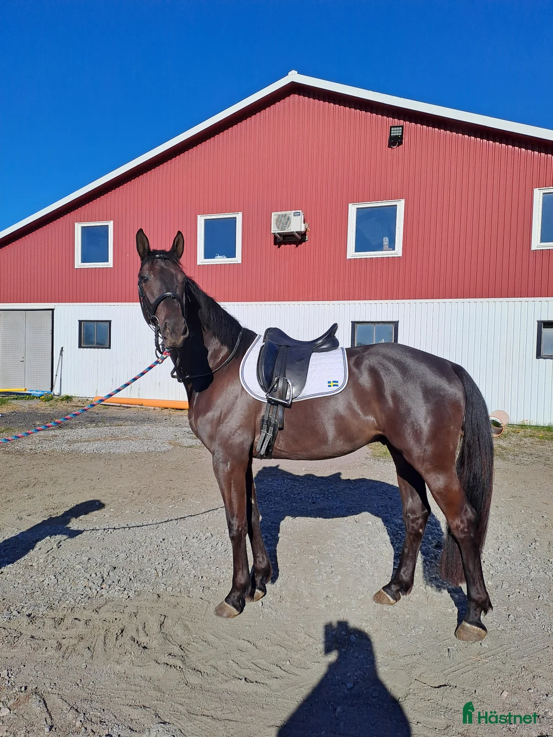 Dressyr hästar till salu: Dressyrtalang 5 årig valack e Americano GJ  - Annons 2