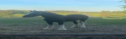 Allround hästar till salu: Större Irish cob sto - Annons 1
