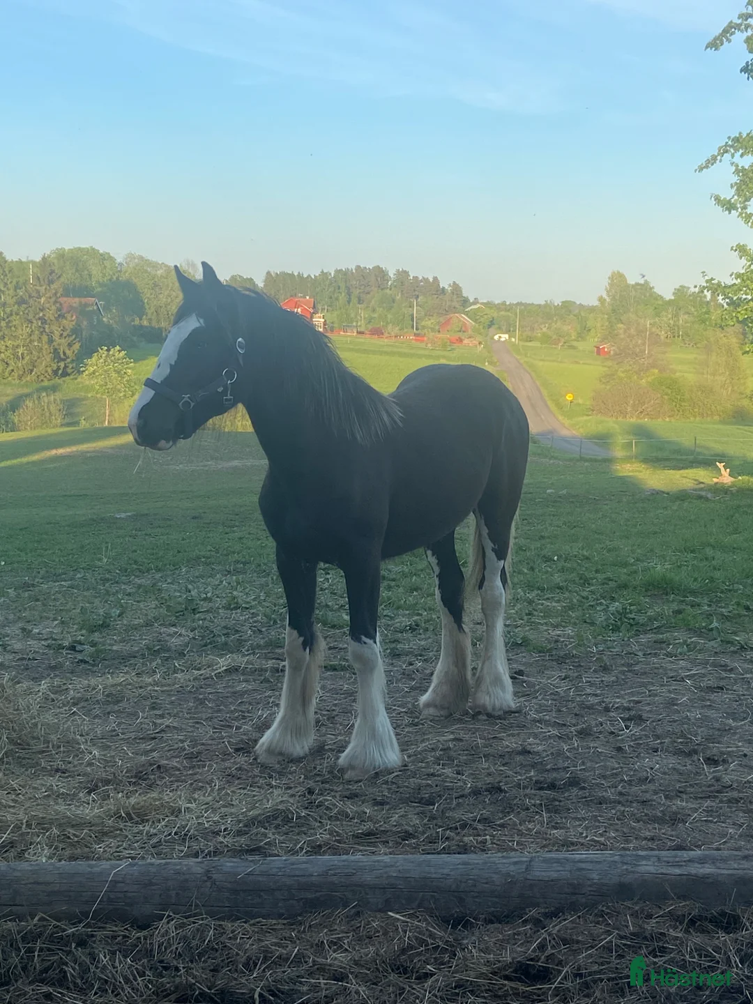 Allround hästar till salu: Större Irish cob sto - Annons 1