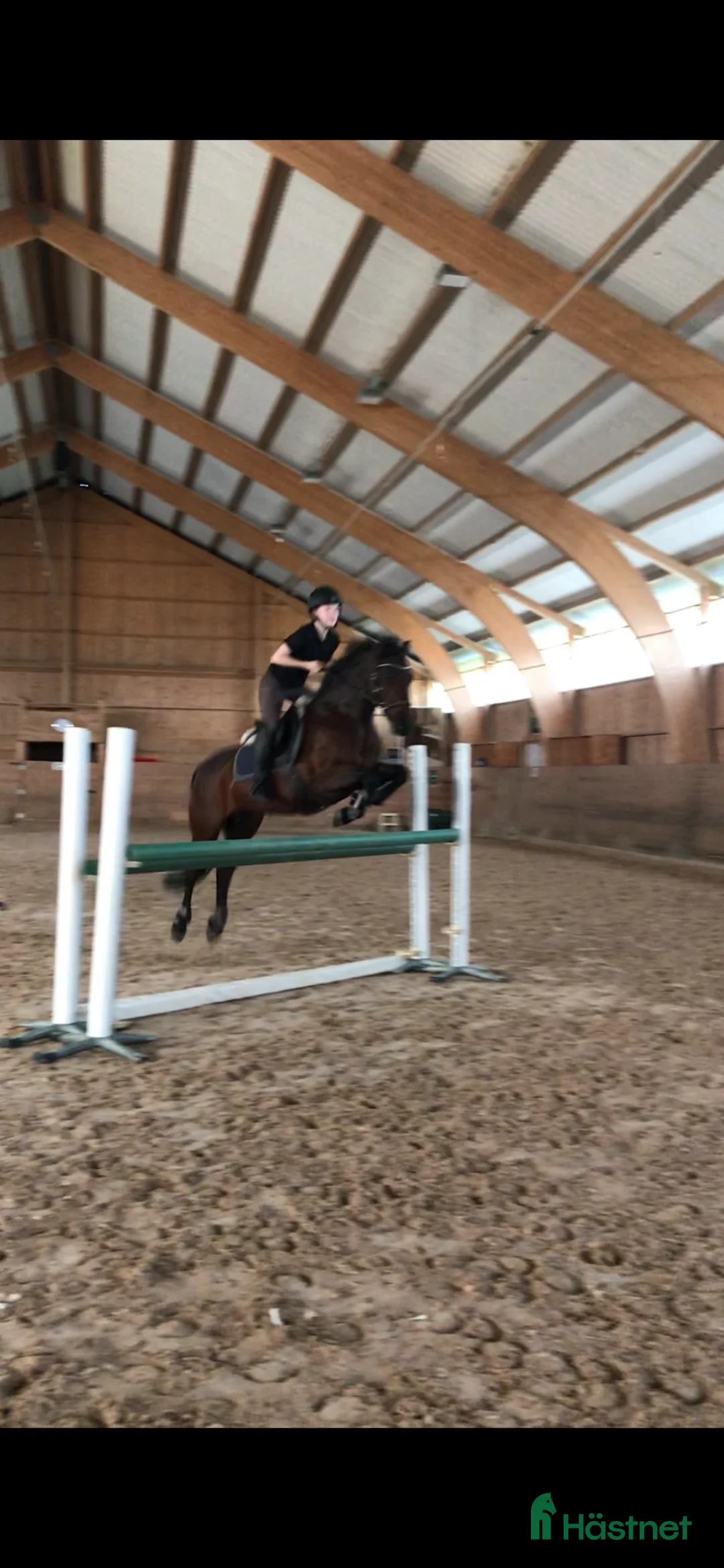 Allround hästar till salu: Härlig d-ponny söker nytt hem - Annons 2