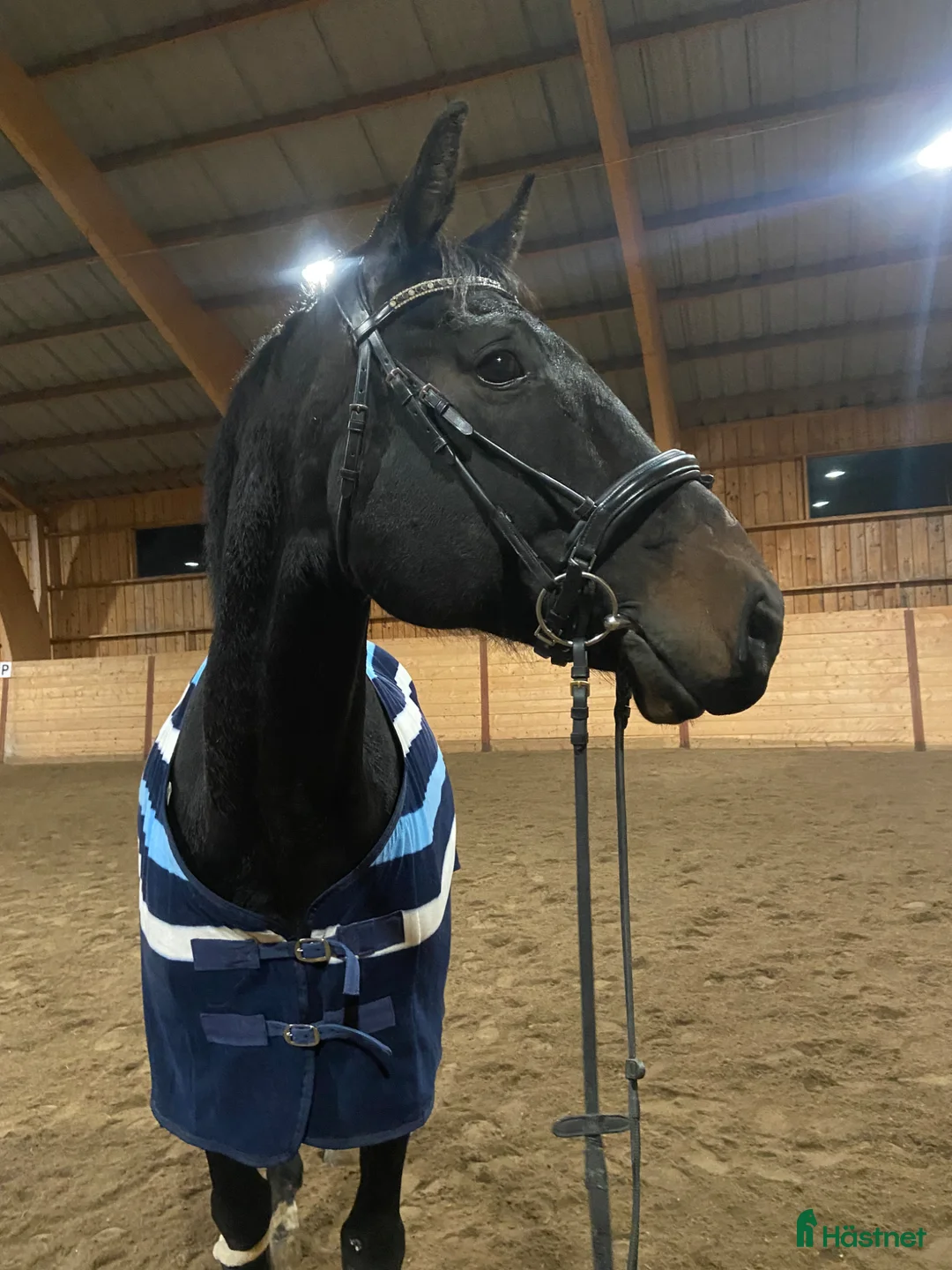 Dressyr hästar till salu: Oslipad diamant - Annons 2