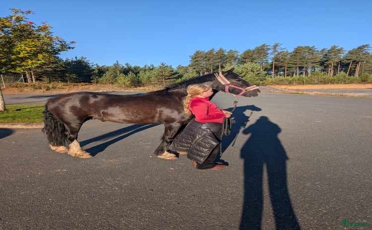  hästar i Ulricehamn - Annons 5