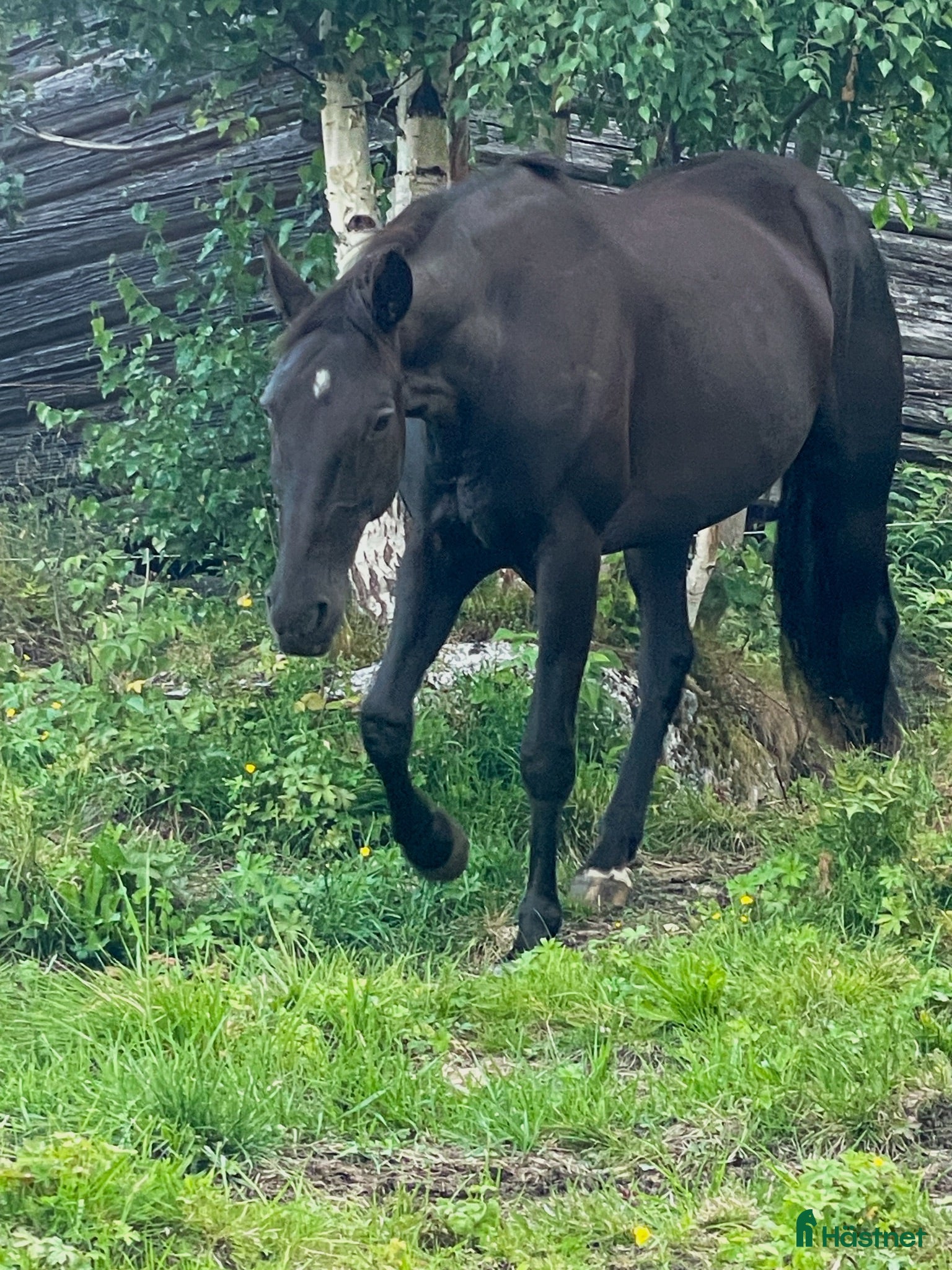  hästar  Elegant sportigt varmblods travare - Annons 9