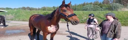 Working Equitation hästar till salu: Höwings Unicorn mångsidig valack i Göteborg - Annons 7