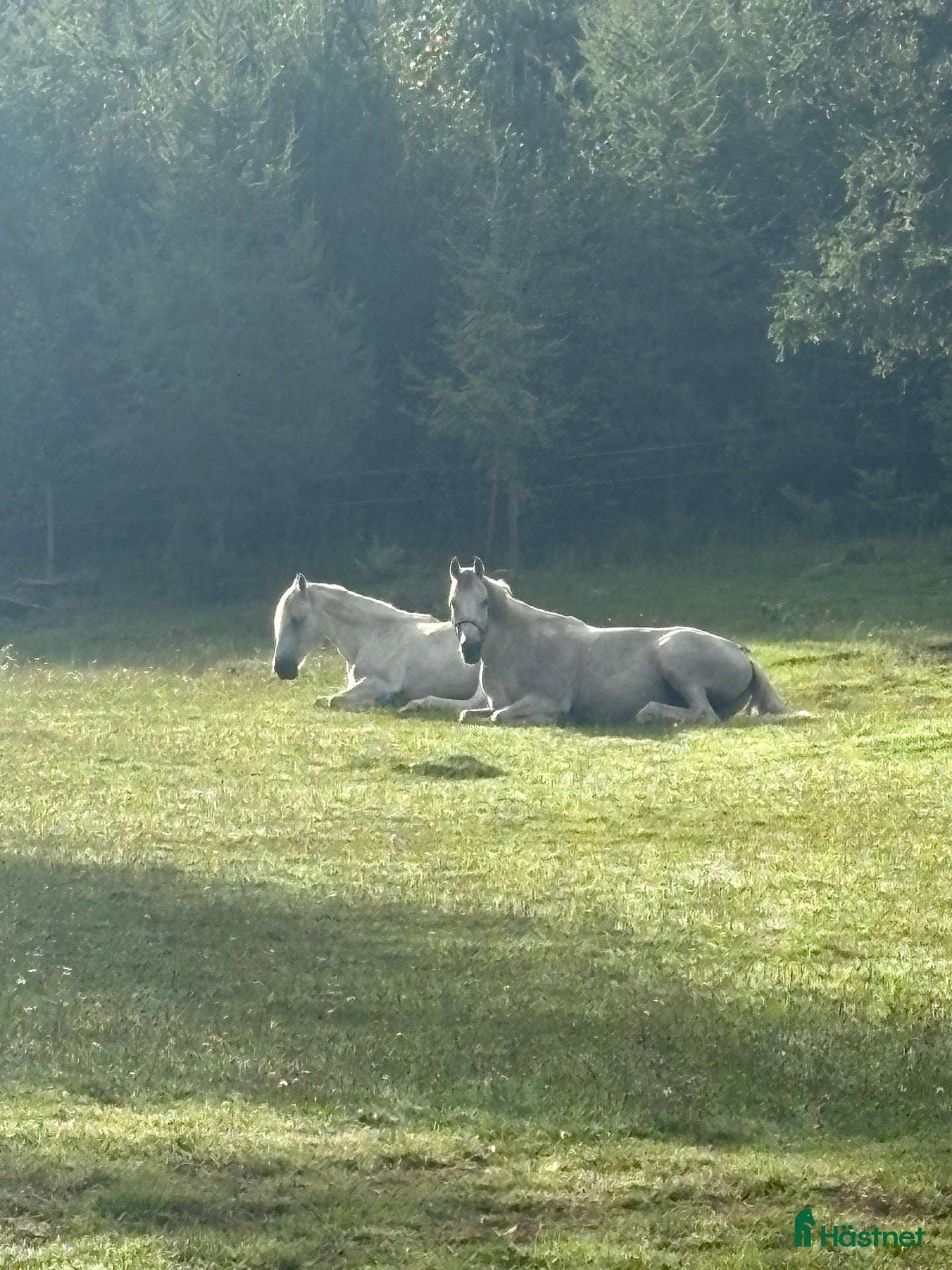  stallplats Lediga stallplatser  - Annons 1