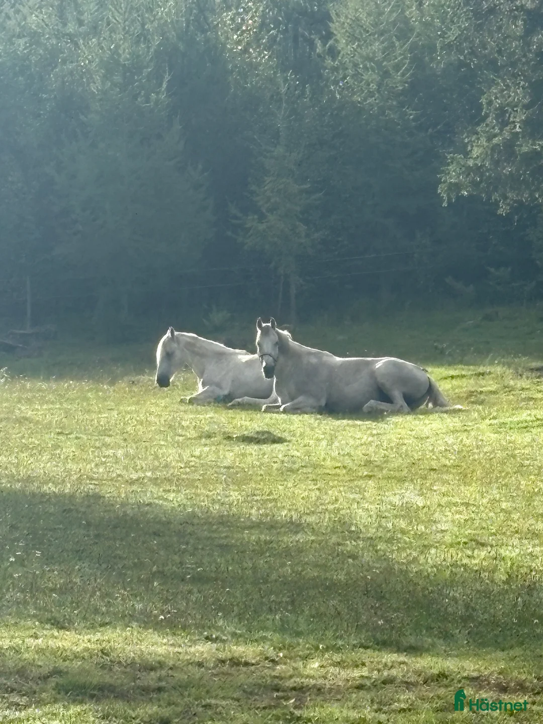  stallplats finnes: Lediga stallplatser  - Annons 1