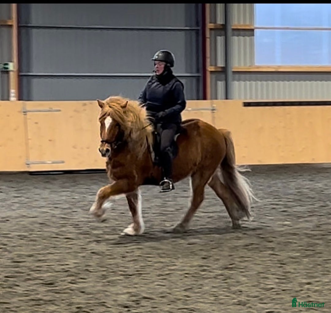 Island hästar till salu: Underbar häst i Laholm - Annons 1