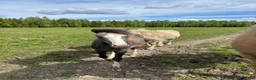 Allround hästar till salu: Sött Welsh mountain sto i Luleå - Annons 1
