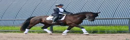 Dressyr hästar till salu: DV/Oldenborg vallak med kanon temperament - Annons 3