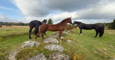  hästar i Nässjö - Annons 5