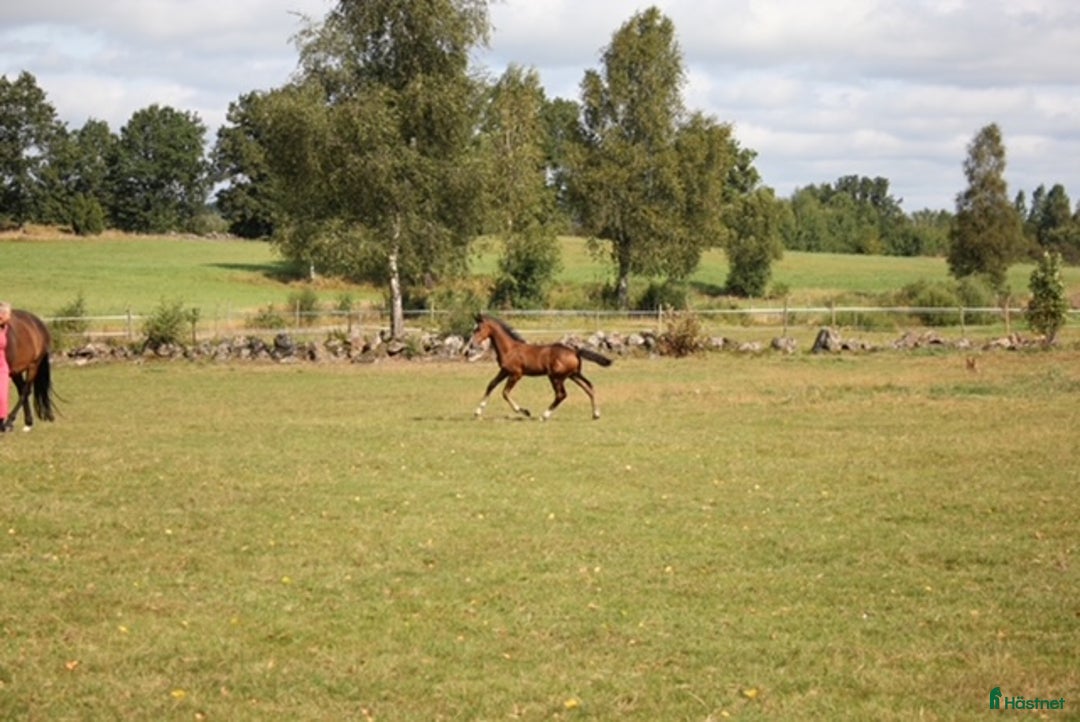Hoppning hästar till salu: Morgondagens ⭐️ i Ljungby - Annons 3