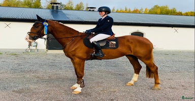  hästar 5-åring e. Cabachon i Bålsta - Annons 1