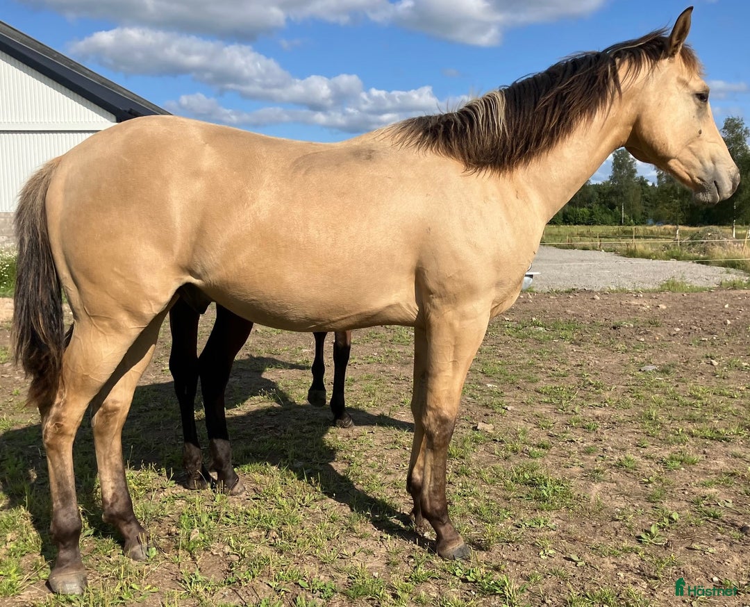 Western hästar till salu: DC Genuine Starlight i Sävsjö - Annons 2