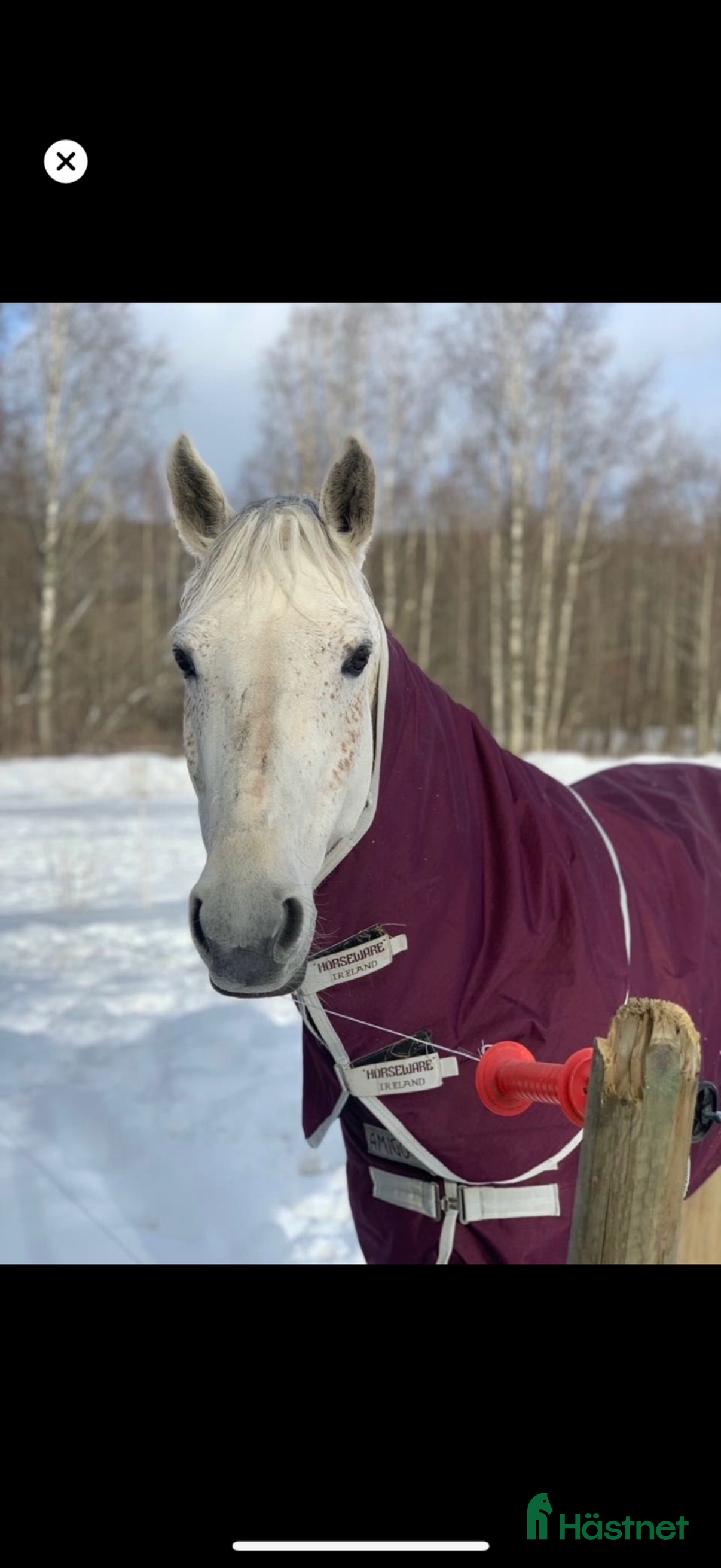  hästar Avelssto säljes eller utlånas  i Avesta - Annons 3