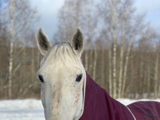 hästar Avelssto i Avesta - Annons 5