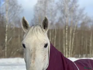 hästar Avelssto säljes eller utlånas i Avesta - Annons 10