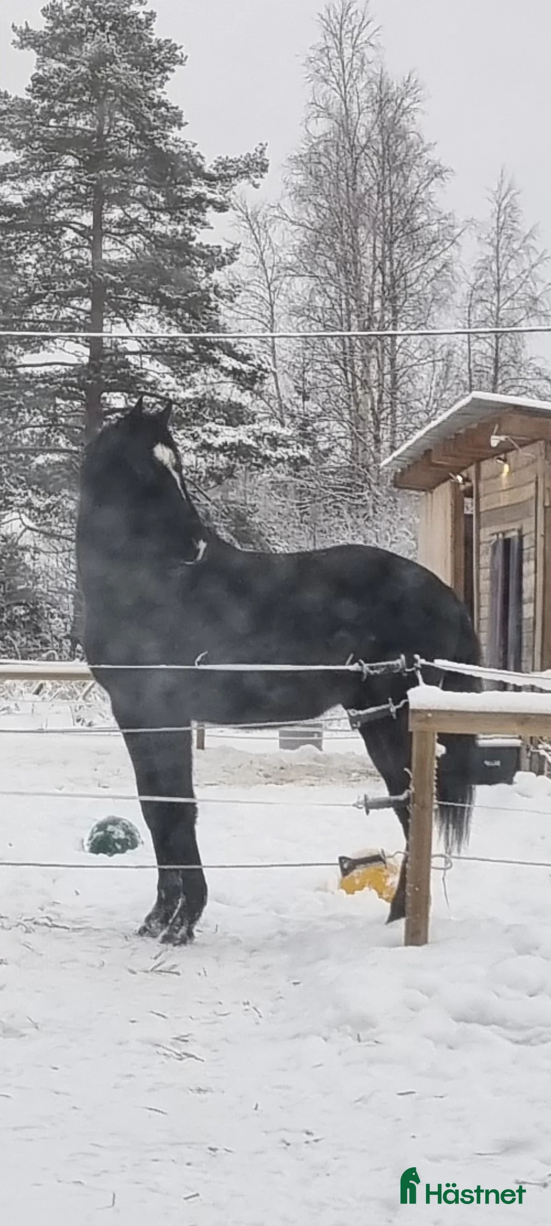 Dressyr hästar till salu: 2 åring - Annons 4