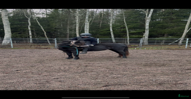  hästar i Tierp - Annons 1