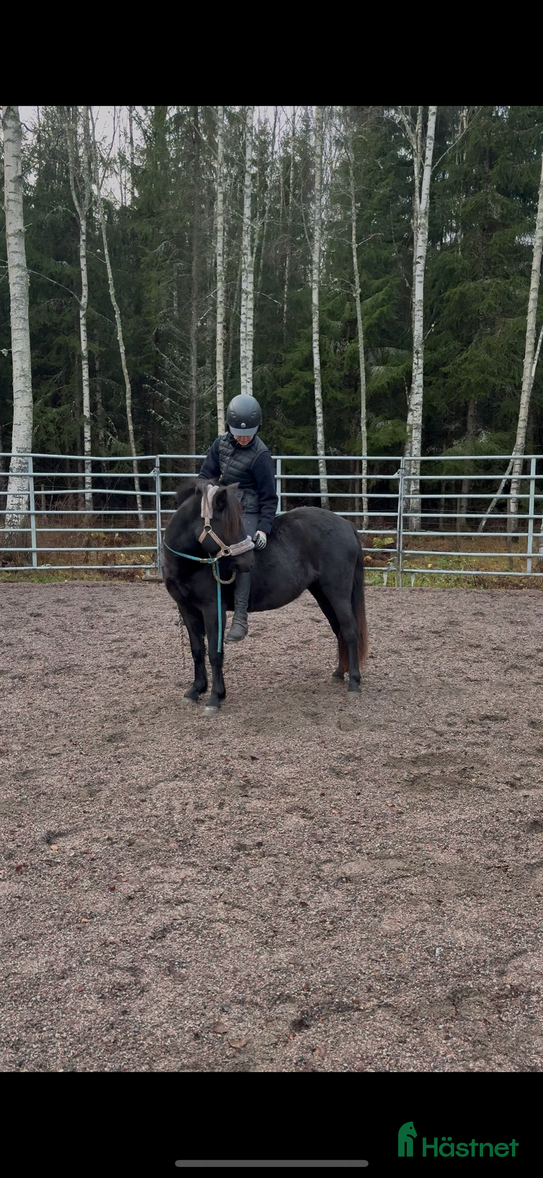 Allround hästar till salu: Mycket trevligt gotlandsruss sto säljes i Tierp - Annons 2