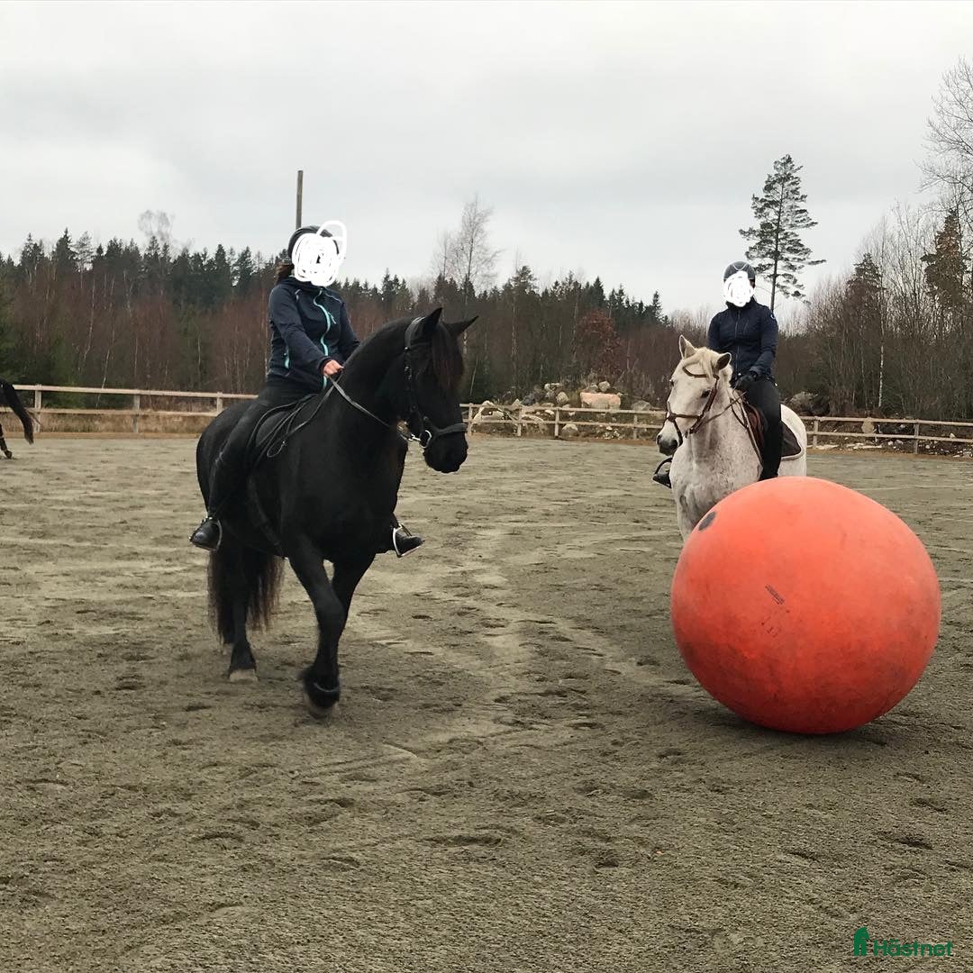 Övrig utrustning övrig utrustning till salu: Fotboll för häst i Rödeby - Annons 3
