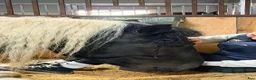 Allround hästar till salu: Marvelous all around gelding - Annons 5