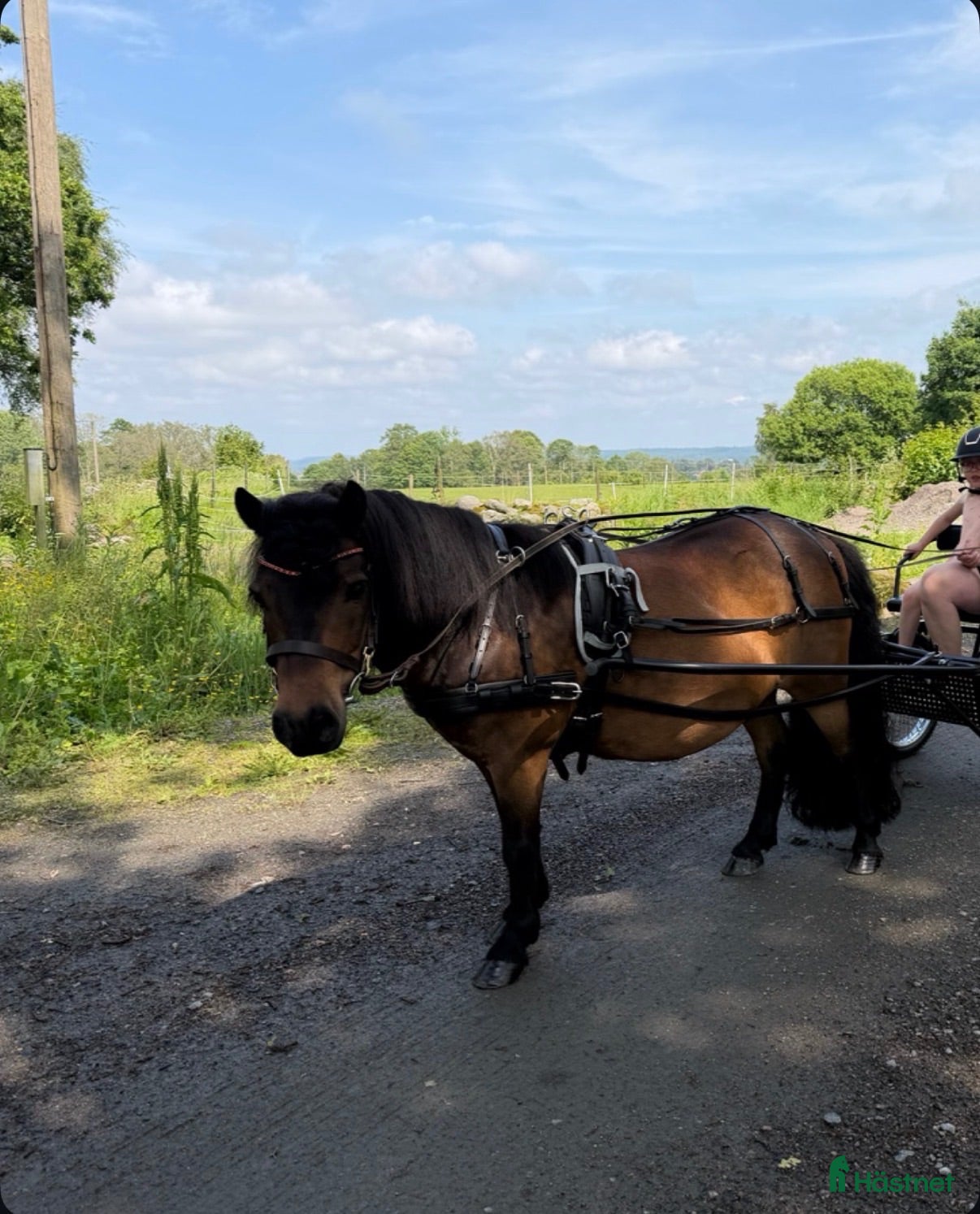  hästar Stor shetlandsponny söker nytt hem - Annons 2