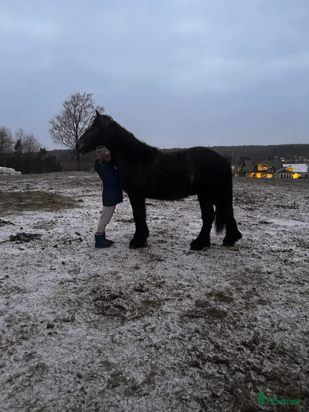 Allround hästar till salu: Bombproof kompis - Annons 5