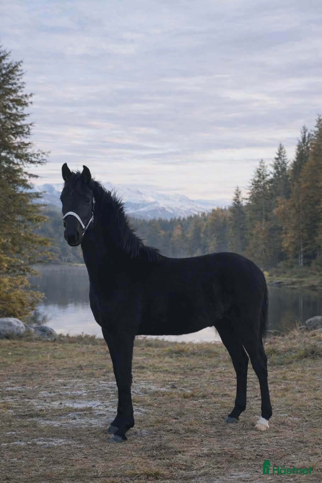  hästar Vacker valack f. -25 e Sudooro - Annons 6