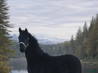 hästar Vacker valack f. -25 e Sudooro - Annons 6