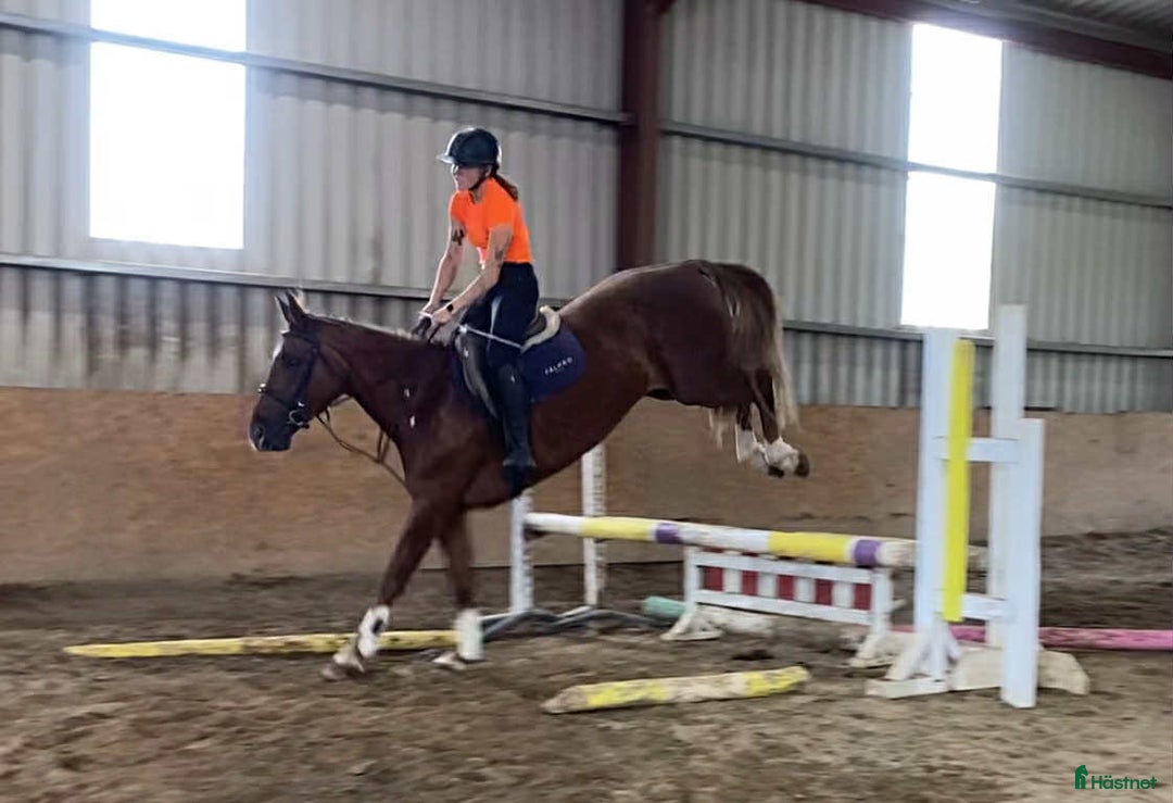 Allround hästar till salu: Solid allrounder 163cm i Ljungby - Annons 5