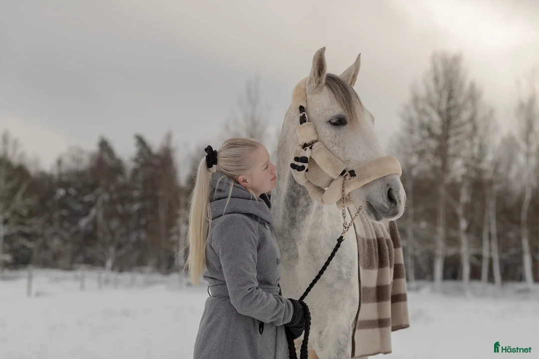 Hoppning hästar till salu: Tävlingskompis och bästa vän❤️ i Karlshamn - Annons 2