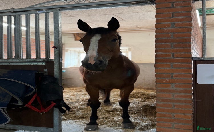  foderhäst i Ödsmål - Annons 18